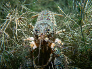 Crayfish hiding between plants