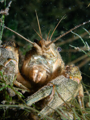 Close Up of Crayfish hiding on the ground of a lake in Switzerland