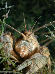 Close Up of Crayfish hiding on the ground of a lake in Switzerland