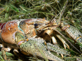 Close Up of Crayfish hiding on the ground of a lake in Switzerland