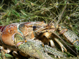 Close Up of Crayfish hiding on the ground of a lake in Switzerland