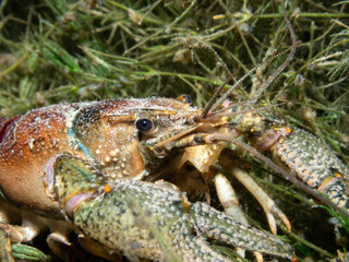 Close Up of Crayfish hiding on the ground of a lake in Switzerland