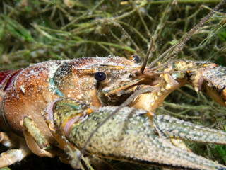 Crayfish hiding between plants