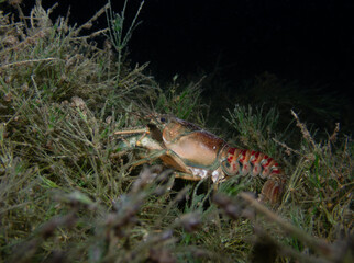 Close Up of Crayfish hiding on the ground of a lake in Switzerland