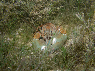 Close Up of Crayfish hiding on the ground of a lake in Switzerland