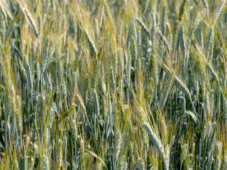 Golden ears of wheat on a farm field