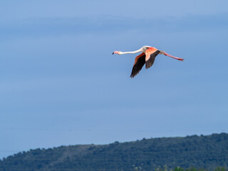Pink flamingo flying with blue sky