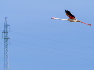 Pink flamingo flying with blue sky near a high voltage pole