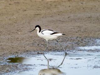 Common avocet walking in a lagoon