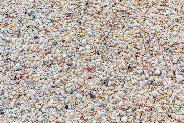 Shells on the Beach Naples Florida