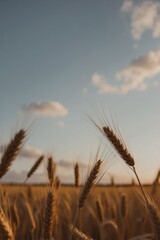 Fototapeta premium Golden Wheat Field at Sunrise with Soft Clouds.