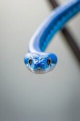 Mesmerizing Blue Snake with Piercing Eyes in Close up.