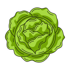 Cabbage top view, colorful linear icon. Farm seasonal vegetable, vector outline green veggies, color illustration. Healthy nutrition, organic food, natural product. Symbol for sticker, logo, print