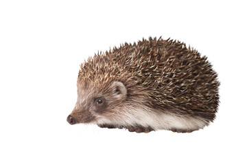 hedgehog isolated on white background
