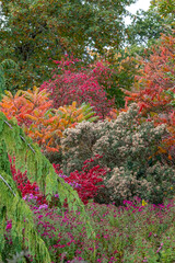 Stunning deep autumn colours on display in the flower beds at Wisley garden, Woking, Surrey UK.
