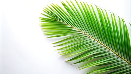 Obraz premium high angle view, texture, vacation, close-up, botanical, exotic, natural, tropical paradise, foliage, Coconut palm leaf isolated on a white background captured from a high angle view
