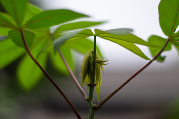 Young cassava shoots with fresh green leaves.