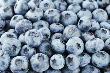 Background of sweet blueberries