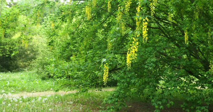 The flowers of golden chain tree at a botanical park, glinna Poland