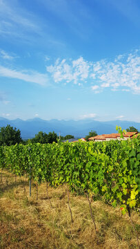 Vineyards of the Alazani Valley, Kakheti, Georgia