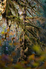 A mythical tree at Hoh Rainforest