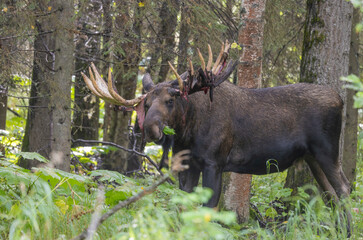 Bull Alaska Yukon Moose in Autumn in Alaska
