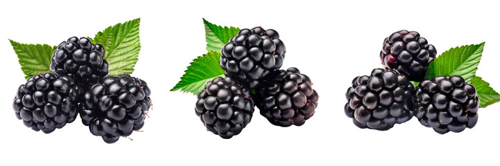 3D photo-realistic three blackberries photo isolated