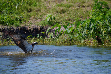 osprey flying out of the water with a fish 