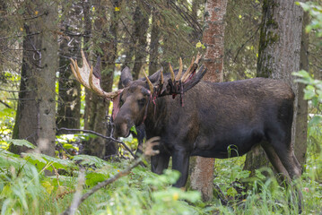 Bull Alaska Yukon Moose in Autumn in Alaska