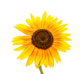 Obraz premium One sunflower flower.