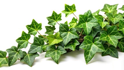 Fototapeta premium Extreme close-up of green ivy plant leaves isolated on white background
