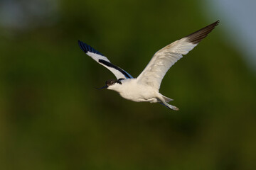 Pied avocet (Recurvirostra avosetta)