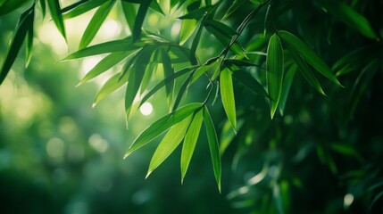 Lush Green Bamboo Leaves in Sunlight