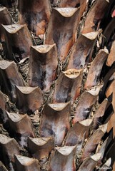 close up of a bark