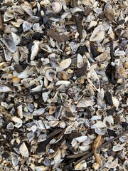 close up of shells on the beach