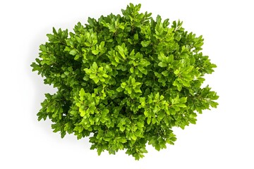Naklejka premium Top view of lush green English oak tree leaves on plain white background ideal for studio photography