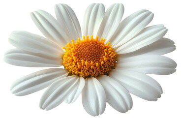 Fototapeta premium A close-up view of a white daisy flower with vibrant yellow center against a plain background