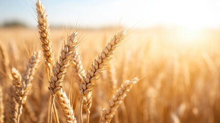 Fototapeta premium Vibrant wheat stems stand tall, illuminated by the summer sun, capturing the essence of nature’s beauty and agricultural abundance in open fields.