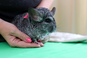 Naklejka premium People care for and play with chinchillas.