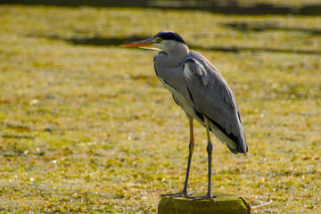 grey heron standing on the wooden post on the lake background