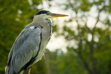grey heron close-up portrait