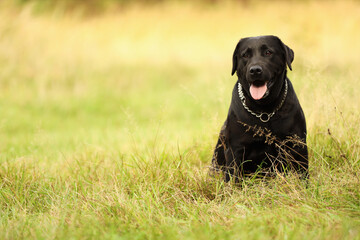 Adorable Labrador Retriever dog sitting on green grass. Space for text