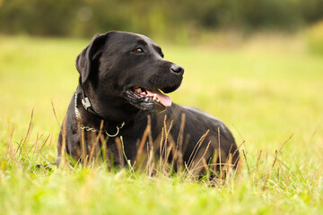 Adorable Labrador Retriever dog on green grass