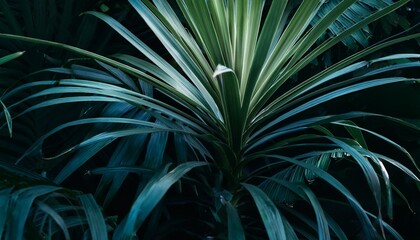 Fototapeta premium close up tropical plant in the dark
