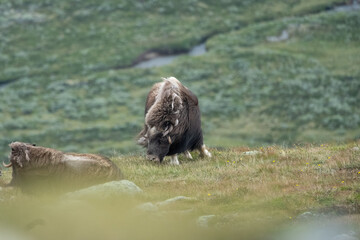 Musk ox in Dovrefjell National Park, Norway