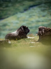 Musk ox in Dovrefjell National Park, Norway