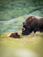 Musk ox in Dovrefjell National Park, Norway