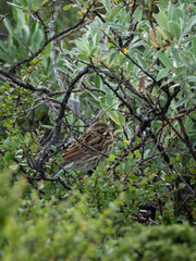 Reed Bunting in Dovrefjell, Norway