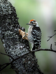 Lesser spotted woodpecker in Dovrefjell, Norway