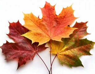 colorful maple leaves isolated